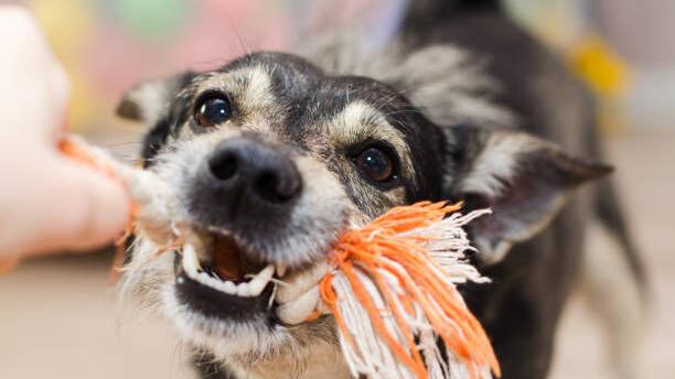 How to tell if your dog needs obedience training